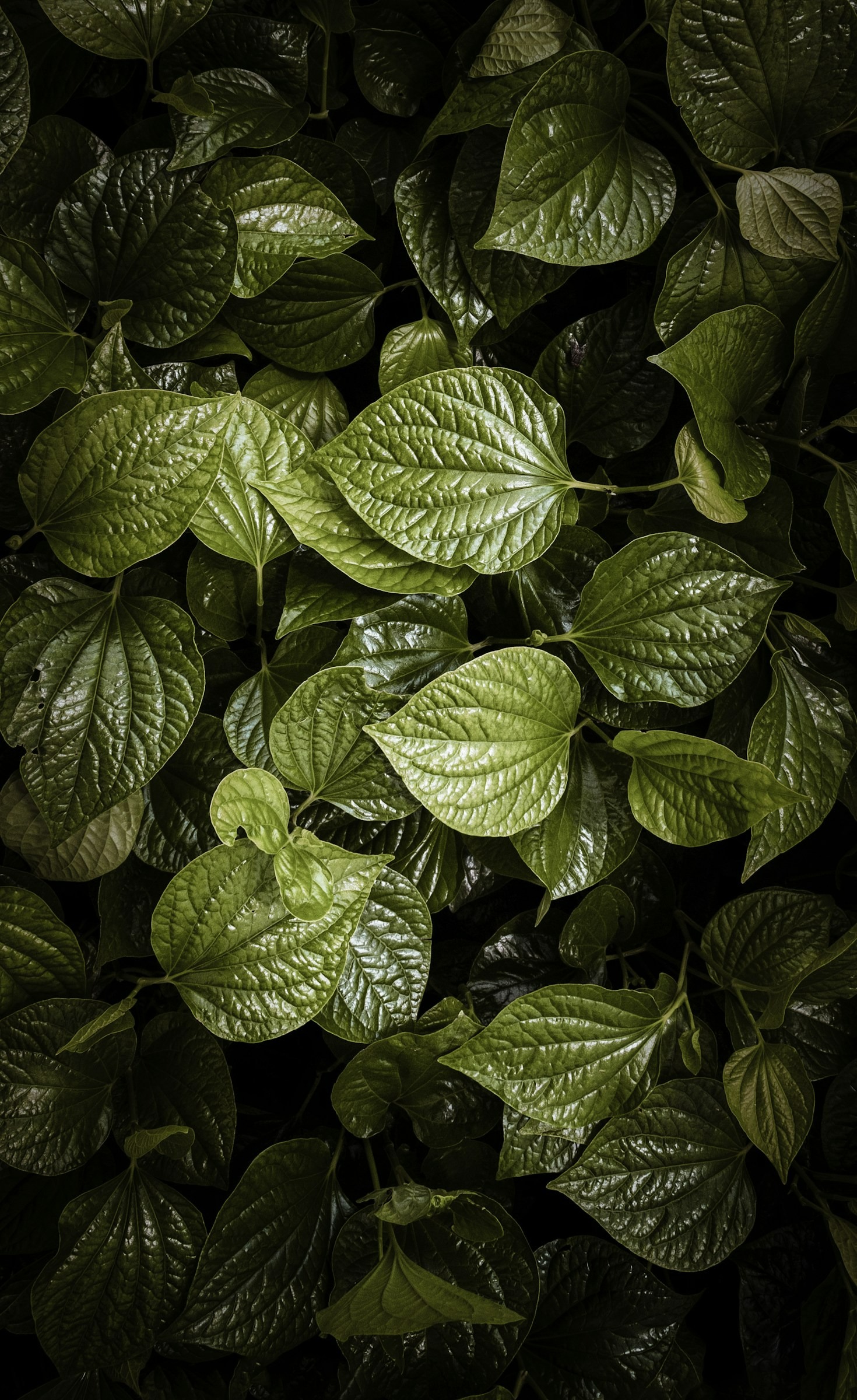 LED Grow Light Secrets: Smart Tips for Healthier Plants
