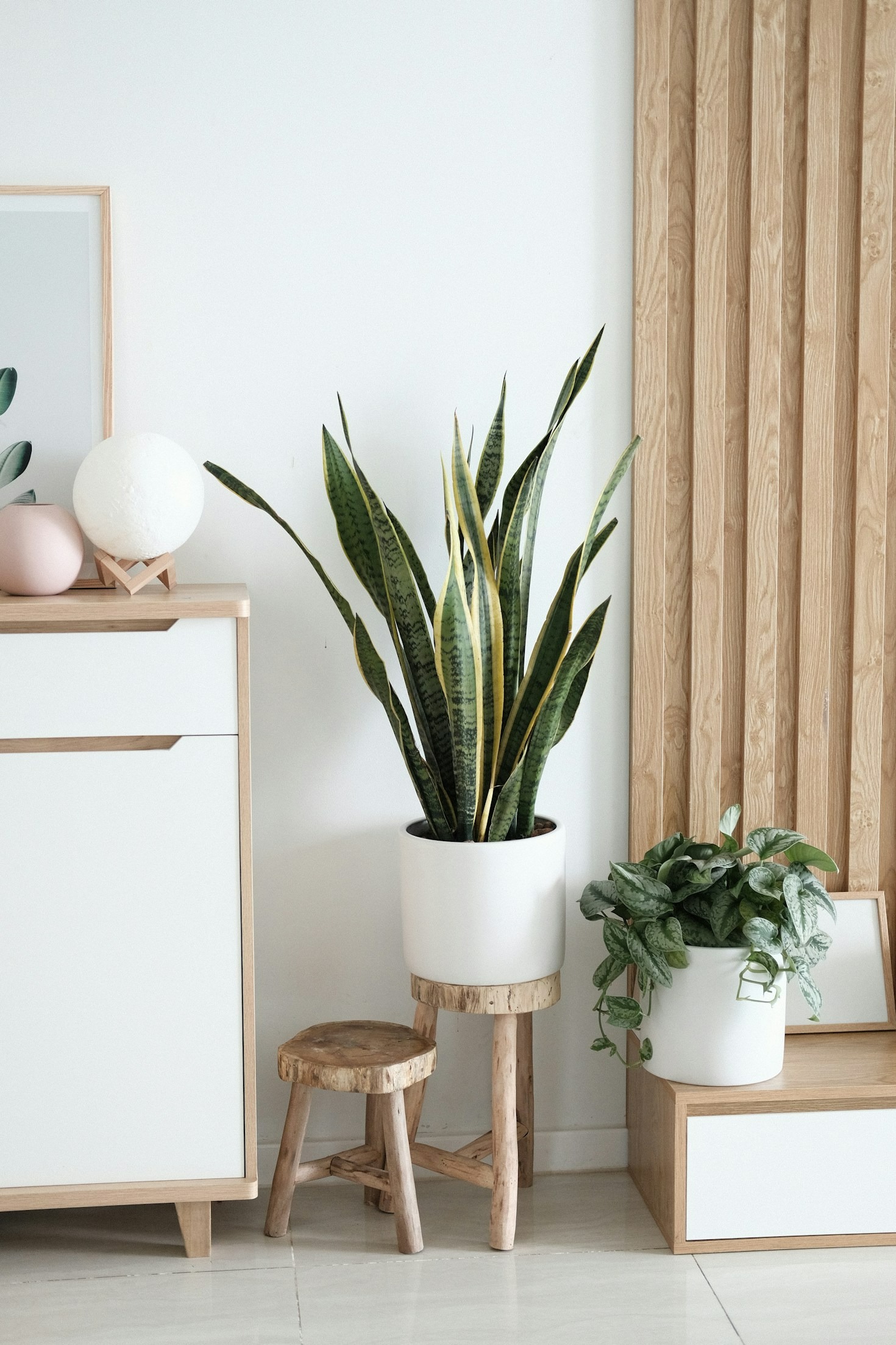 Never Overwater Again: The Ultimate Grow Light Hack for Snake Plants