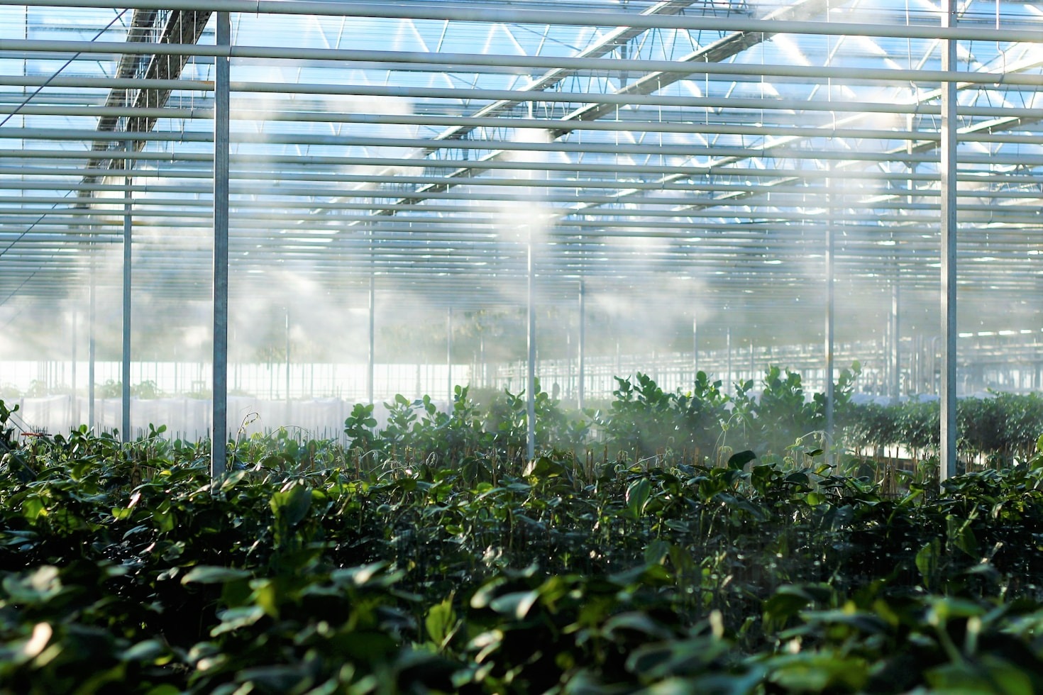 Grow Light Essentials: Best Houseplants for Vibrant Indoor Growth