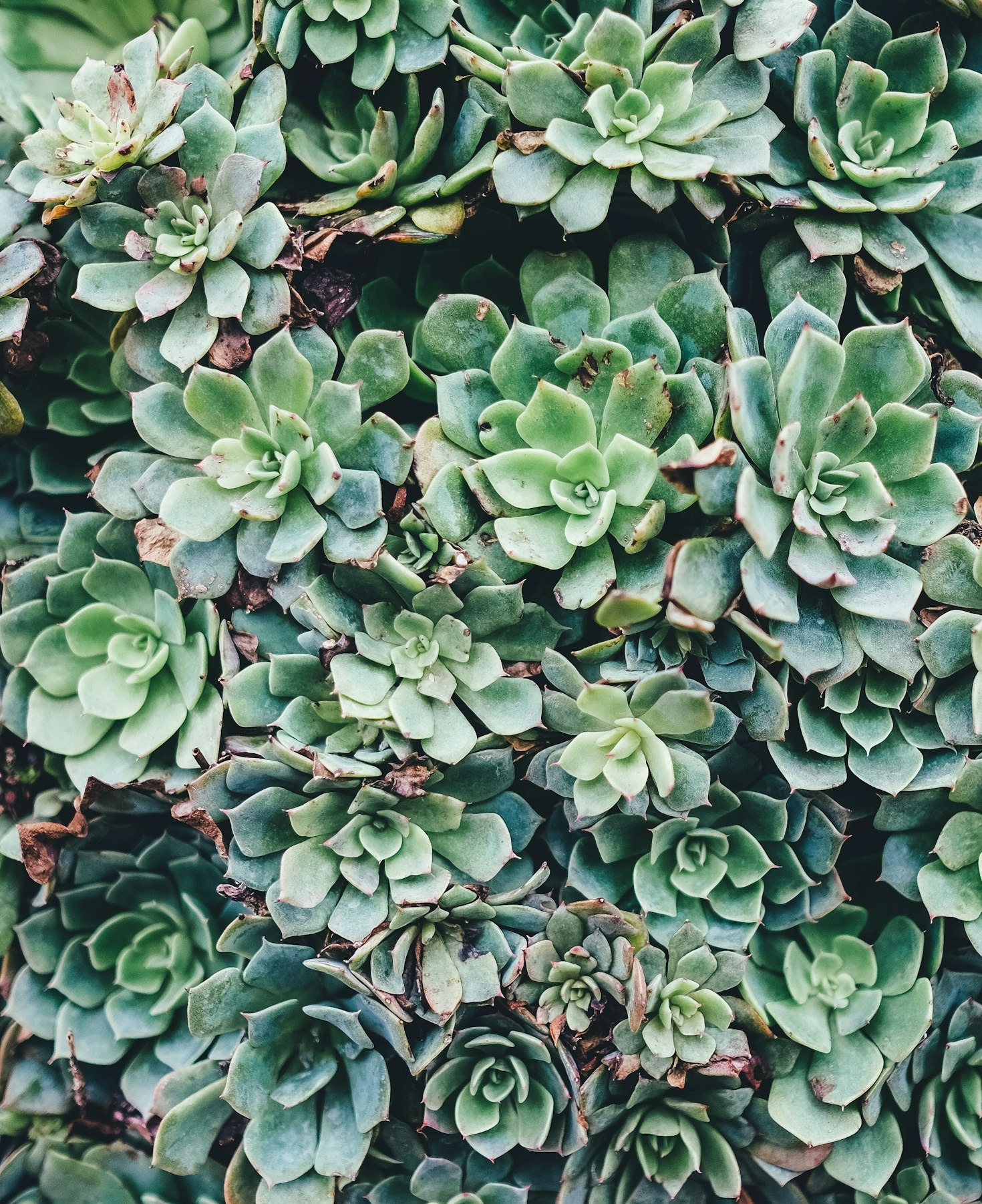 Does Succulent Need: The Exact Settings for Compact, Colorful Plants