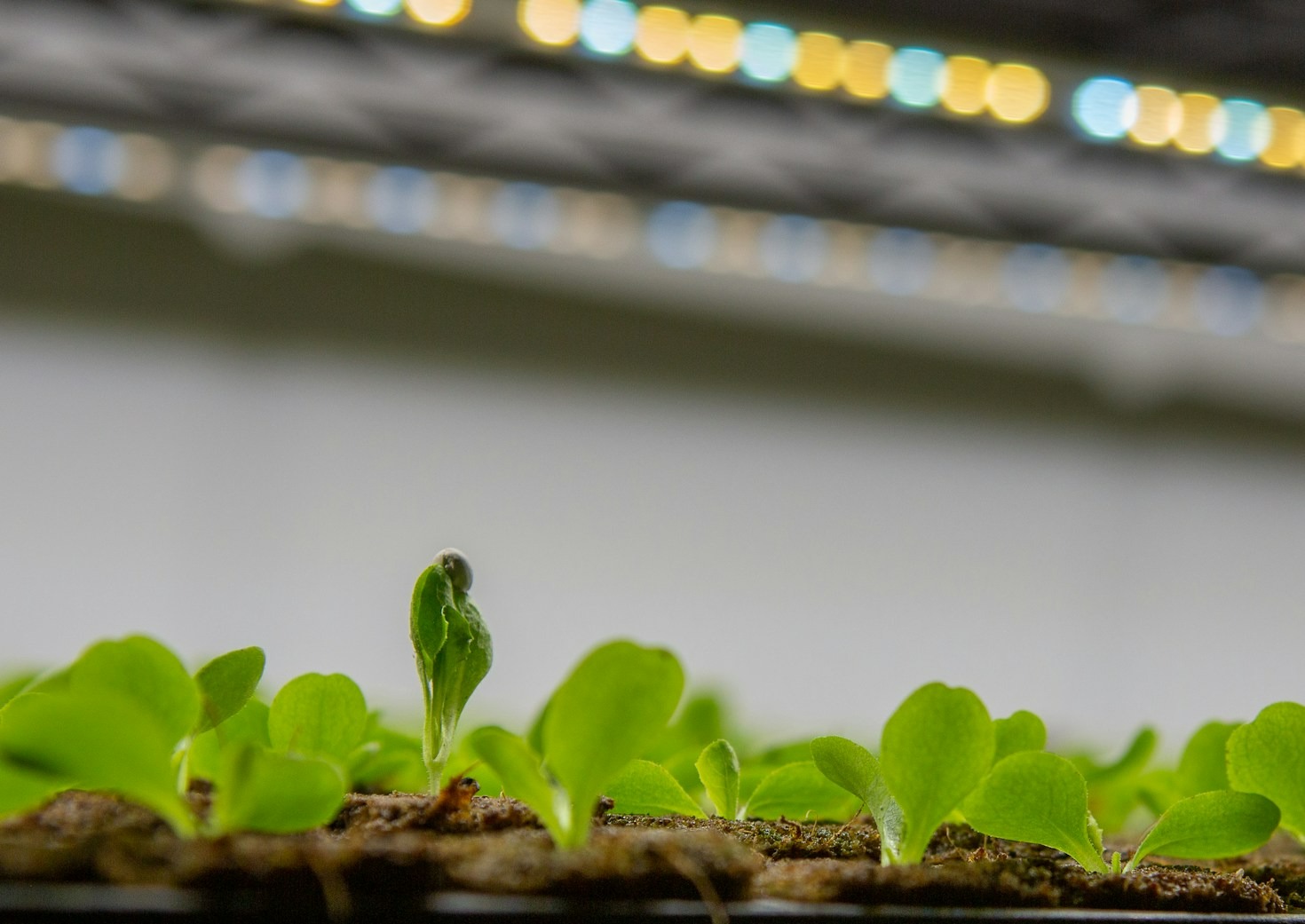 LED Grow Light Spectrum & PPFD: The Key to Exceptional Growth