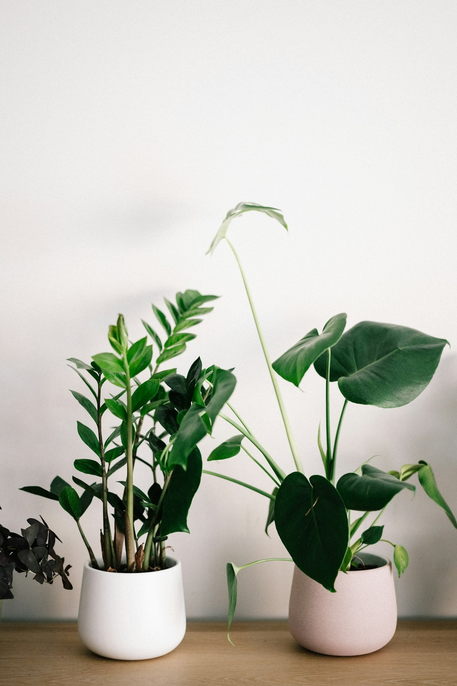 How to Keep Your Peace Lily Thriving with Grow Lights