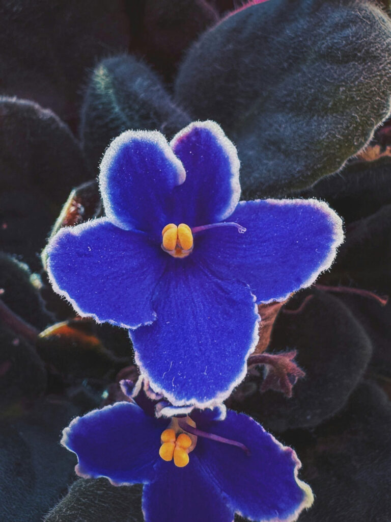 African Violet Miracle Get Constant Blooms with This Grow Light Hack 1