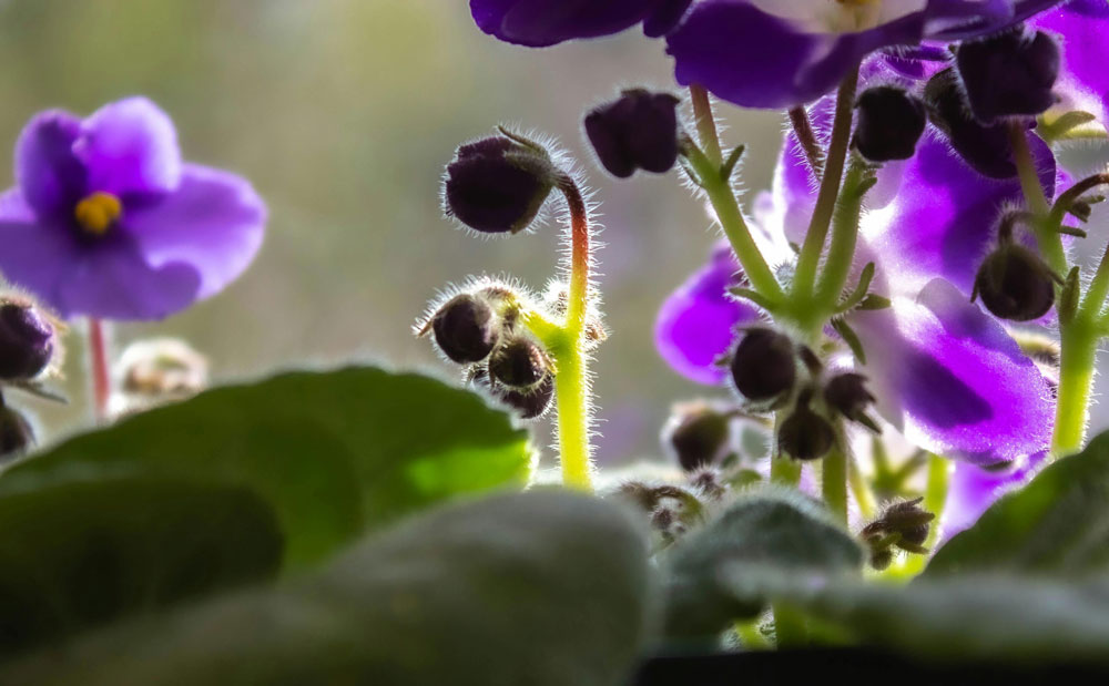 African Violet Miracle: Get Constant Blooms with This Grow Light Hack