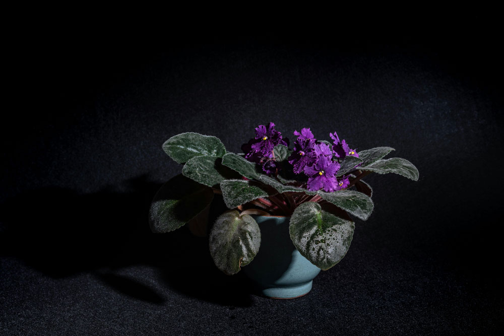 African Violet Miracle Get Constant Blooms with This Grow Light Hack 2