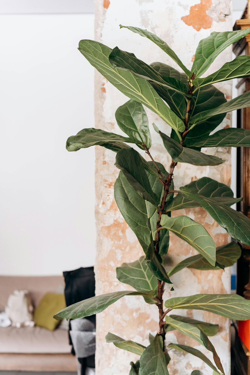 How to Keep Your Fiddle Leaf Fig Vibrant with the Best Grow Light