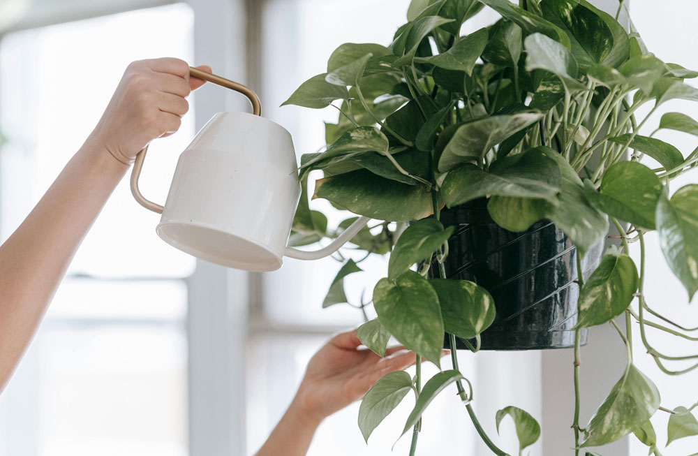 Best Grow Lights for Indoor Plants: How to Boost Growth