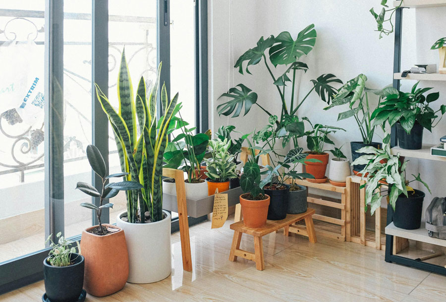 Breathe New Life into Your Snake Plants with Modern Grow Lights