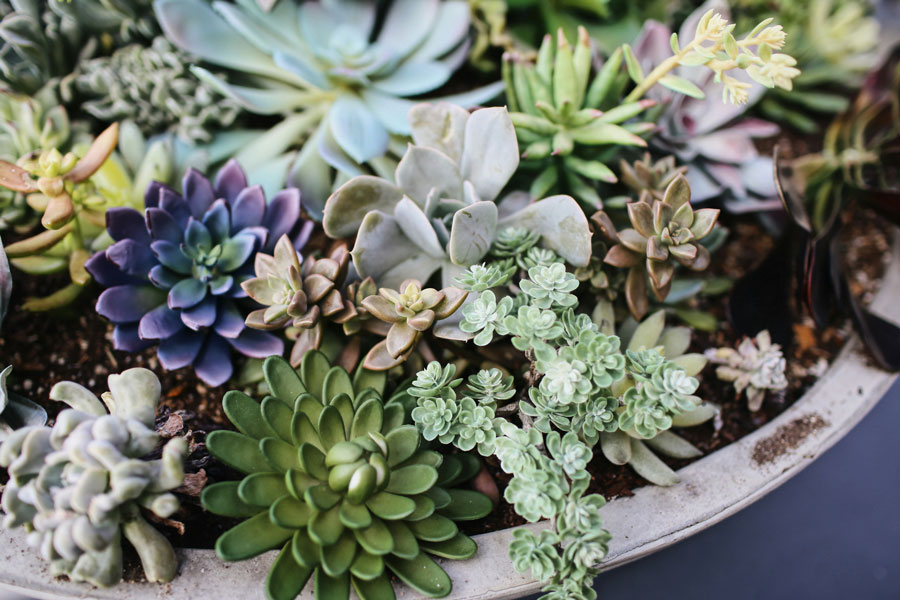 Caring for Succulents-How to Use Grow Lights for Healthy Growth