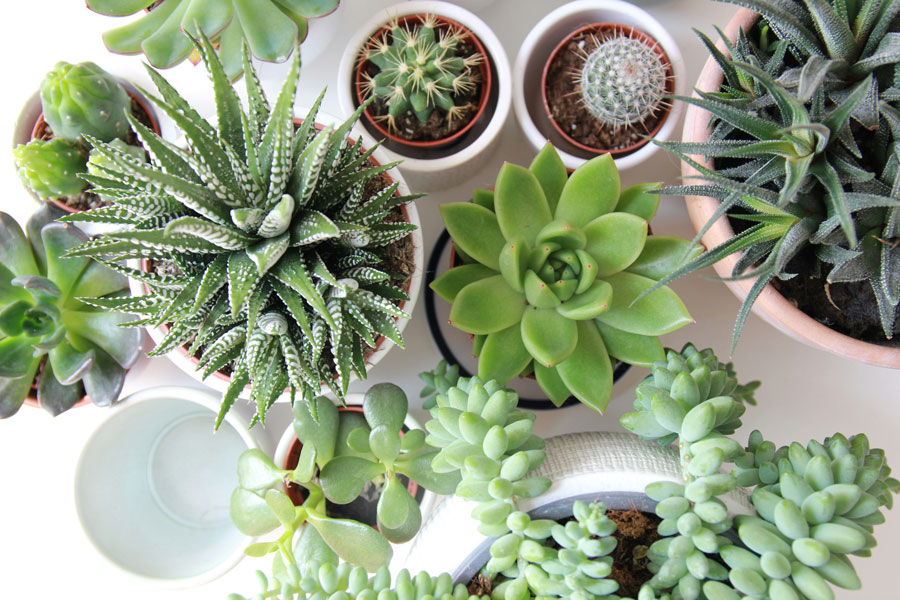 🌵 Boost Your Succulent Growth with the Right Grow Lights