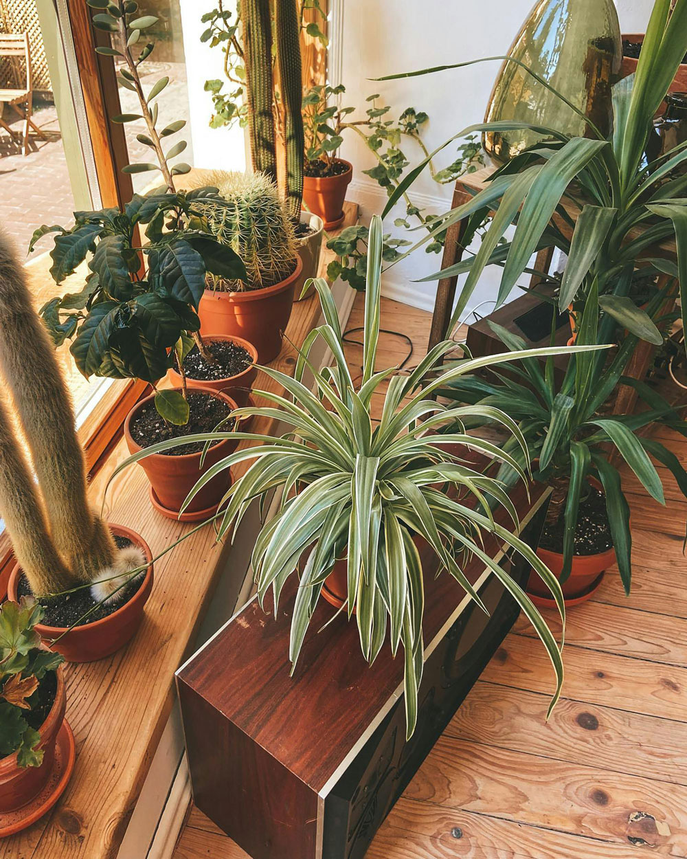 Dracaena Grow Light Care: How to Make Your Dragon Tree Thrive Indoors