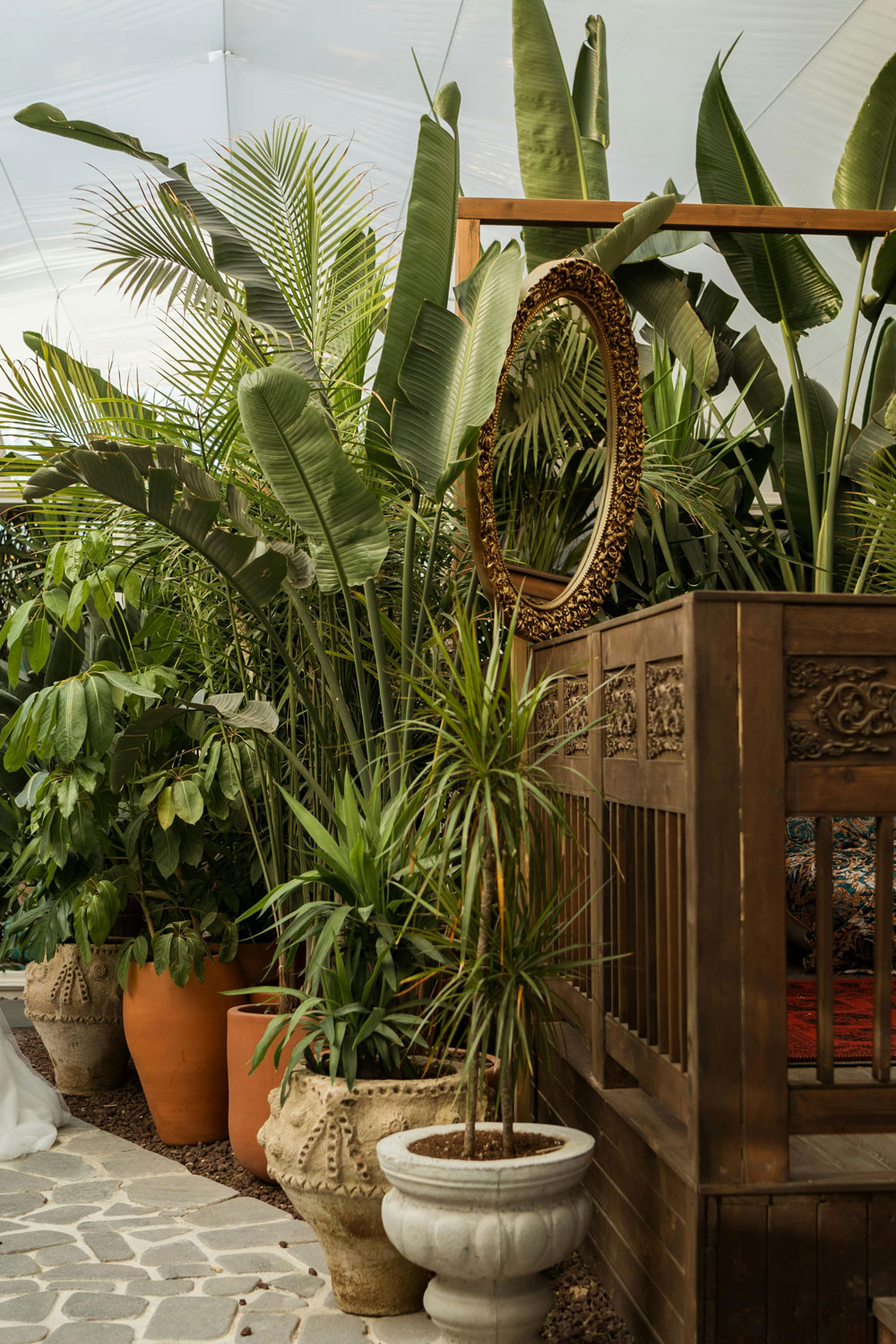 Dracaena grow light setup guide