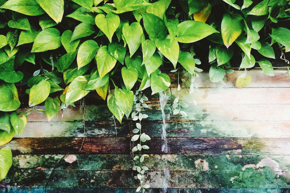 Pothos Light Magic: Get Instant Results with This Simple Grow Light Hack