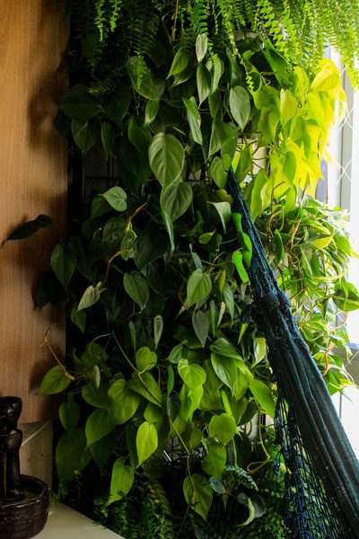 Green Ivy, commonly known as Pothos (Epipremnum aureum), is one of the most beloved indoor plants. Its heart-shaped leaves, air-purifying qualities, and resilience make it a top choice for both beginners and experienced plant lovers. While Green Ivy can survive in a wide range of conditions, giving it the right environment helps it grow faster, healthier, and more vibrant. In this article, weโll explore its growth habits, ideal environment, and how grow lights can keep it thriving even in low-light homes. Growth Characteristics of Green Ivy Green Ivy is known for its trailing vines and lush foliage. It grows quickly under the right conditions and can reach impressive lengths indoors. This makes it popular for hanging baskets, wall shelves, and decorative trellises. Key Features: Growth Speed: Fast-growing, especially with consistent light. Light Needs: Prefers bright, indirect light but tolerates shade. Leaf Variety: Comes in different patternsโgolden, marble, and neon. Air Purification: Filters toxins like benzene and formaldehyde from indoor air. Its adaptability explains why Green Ivy is often recommended as a โstarter plant.โ Ideal Growing Environment Although Green Ivy is forgiving, it thrives in certain conditions that mimic its tropical origins: Temperature: 18โ30ยฐC (65โ85ยฐF). Avoid cold drafts below 10ยฐC (50ยฐF). Humidity: Prefers moderate to high humidity (50โ70%). Soil: Well-draining soil, rich in organic matter. Watering: Let the top inch of soil dry out before watering again. Overwatering may cause root rot. Fertilizer: Monthly feeding during the growing season helps maintain vibrant leaves. Still, in homes with little natural light, Green Ivy may grow slower or lose its bright leaf patterns. This is where grow lights become especially helpful. Using Grow Lights for Green Ivy Even though Green Ivy can tolerate low-light conditions, it does best in steady, indirect light. If your room lacks enough sunlight, grow lights can help maintain healthy foliage and faster growth. How to Use Grow Lights Effectively: Choose the Right Light: A full-spectrum LED grow light is ideal. It provides the balance of blue and red wavelengths that Green Ivy needs for photosynthesis. Set the Distance: Place lights about 12โ18 inches above the plant. Closer placement may cause leaf burn, while too far reduces effectiveness. Lighting Duration: Aim for 12โ14 hours of light per day. Use a timer to keep the schedule consistent. Rotate the Plant: Turn your Green Ivy every few days for even light exposure. This prevents uneven growth. Benefits of Grow Lights for Green Ivy Adding grow lights can make a noticeable difference in how your plant looks and grows: Brighter Leaf Colors: Variegated varieties like golden or marble pothos keep their patterns vibrant. Stronger Growth: Encourages longer vines and denser foliage. Year-Round Vitality: Maintains steady growth even during short winter days. Better Propagation: Healthy, well-lit vines produce more cuttings for new plants. Common Mistakes to Avoid While using grow lights is simple, a few mistakes can harm your Green Ivy: Too Much Light: Direct exposure or lights too close can scorch leaves. Inconsistent Schedule: Irregular lighting disrupts growth. Neglecting Other Needs: Light alone wonโt fix poor watering or low humidity. A balanced environment is still key. Conclusion Green Ivy is one of the most adaptable houseplants, but it thrives best with the right balance of light, water, and care. By using a grow light, you can ensure steady growth, brighter leaves, and healthier vines all year round. Whether youโre new to indoor gardening or building a lush plant collection, combining Green Ivy with grow light support is a simple step toward success.