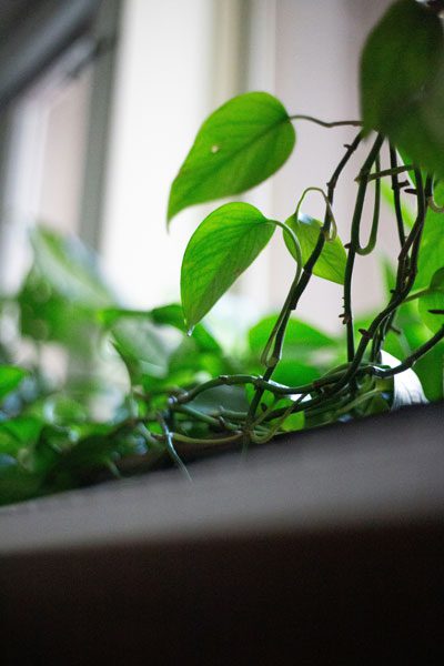 Green-Ivy-Care-with-Grow-Light-EtvioLite-2