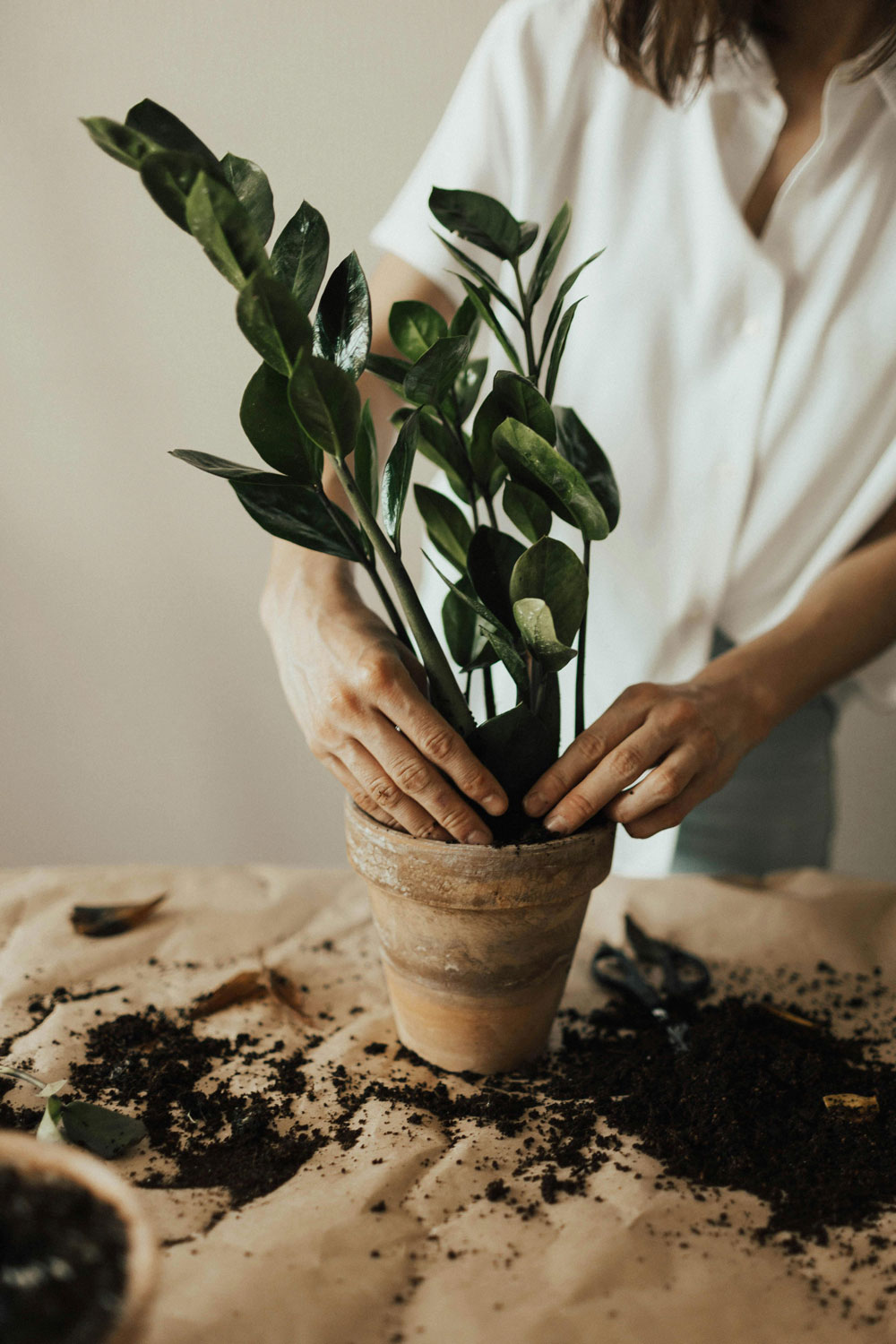 Grow Light for ZZ Plant: The Complete Care Guide