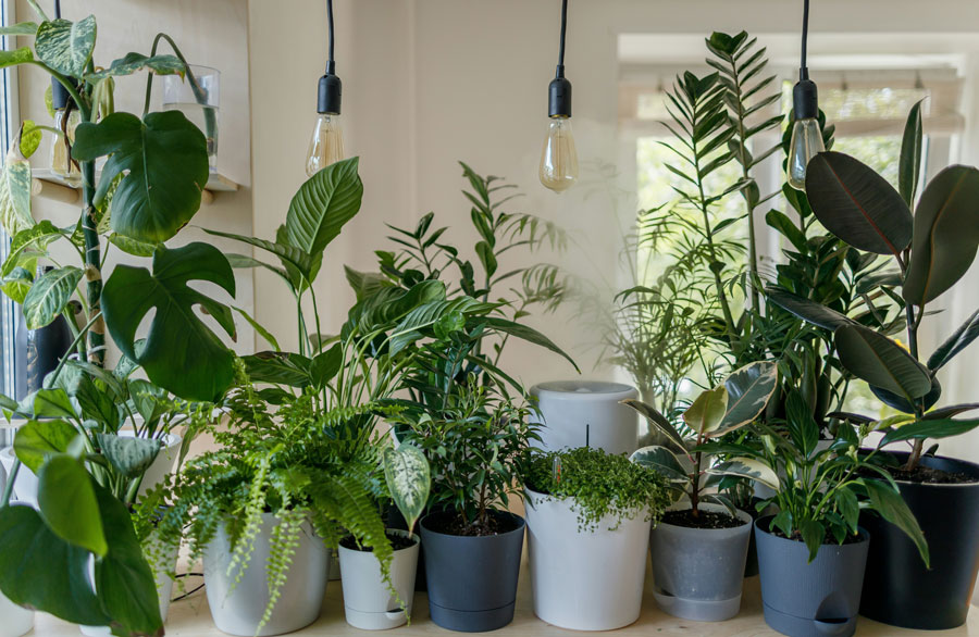 Grow Light Miracle: Get Constant Peace Lily Blooms Now