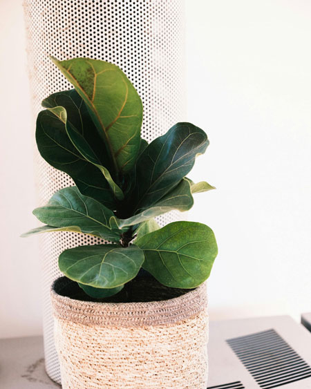 How to Help Fiddle Leaf Fig Thrive Indoors with Grow Lights