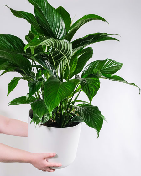 How to Keep Peace Lily Blooming Indoors with Grow Light Care