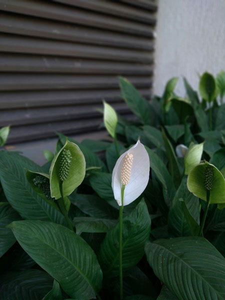 Beyond Survival: How Grow Lights Make Your Low Light Houseplants