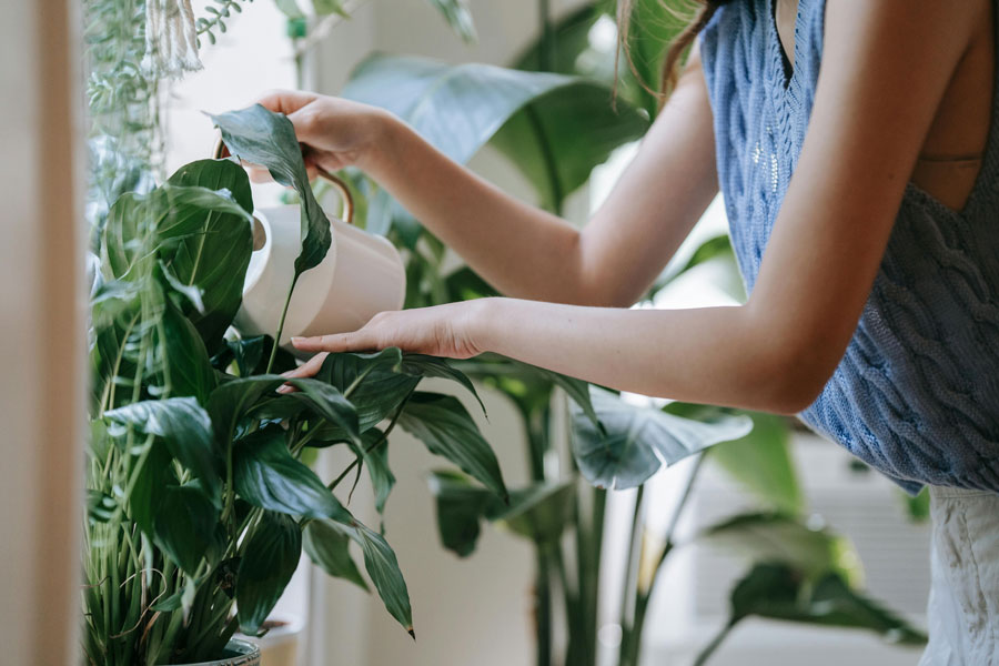 Get Split Leaves Now with This Grow Light
