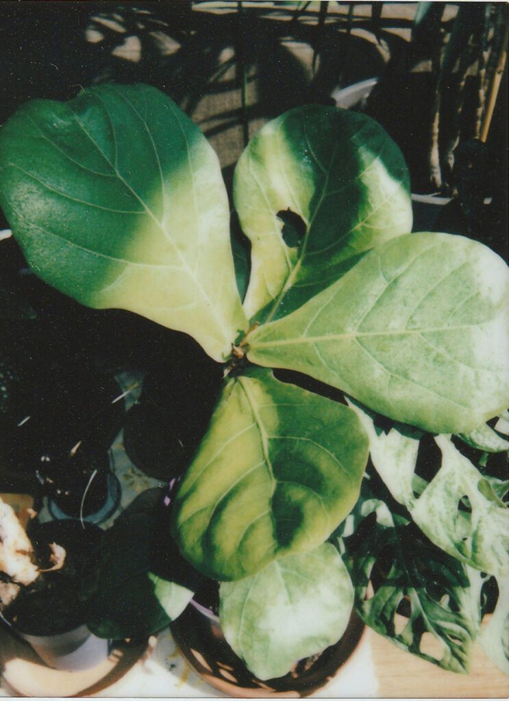 How-to-Propagate-Fiddle-Leaf-Figs-A-Step-by-Step-Guide