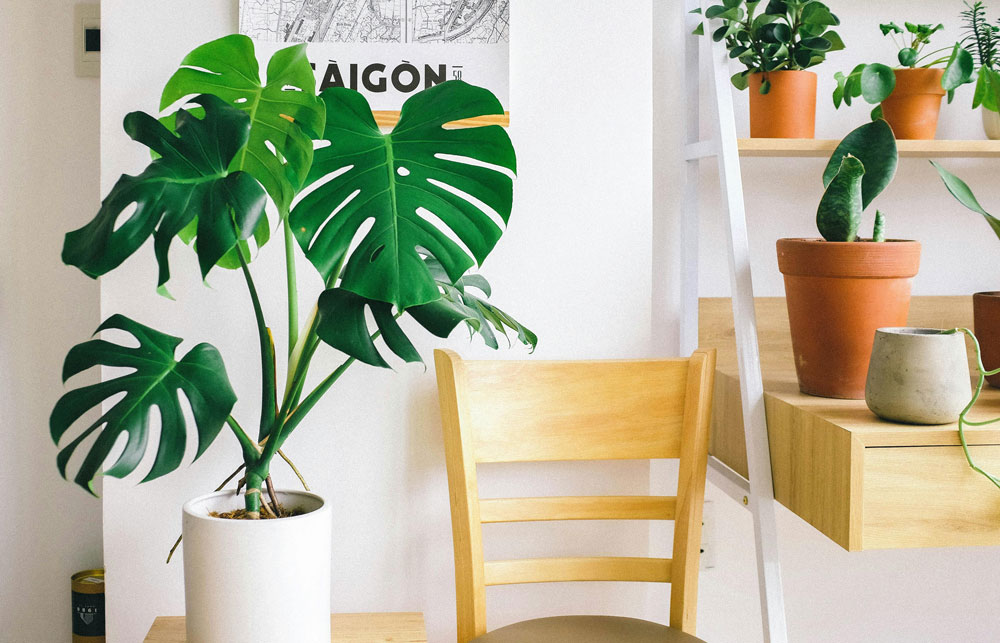 Monstera Grow Light Hack Get Split Leaves Now