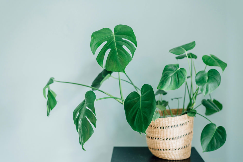 Monstera-Miracle---The-Grow-Light-Hack-for-Giant-Split-Leaves1