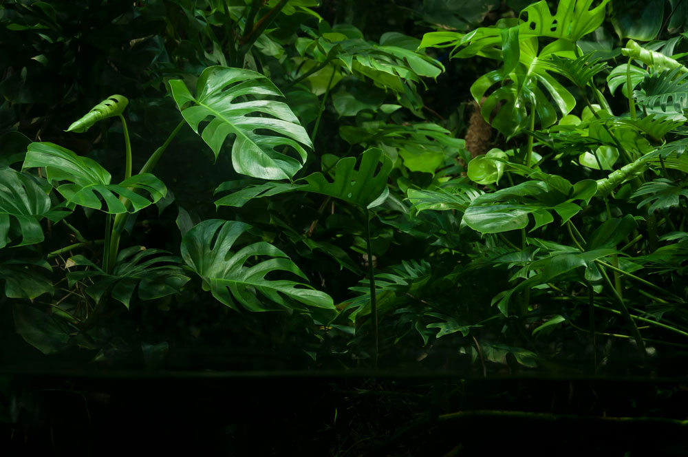 Monstera Miracle: The Grow Light Hack for Giant Split Leaves