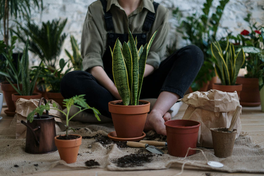 Bring Tropical Energy Indoors: Best Grow Light for Monstera Deliciosa