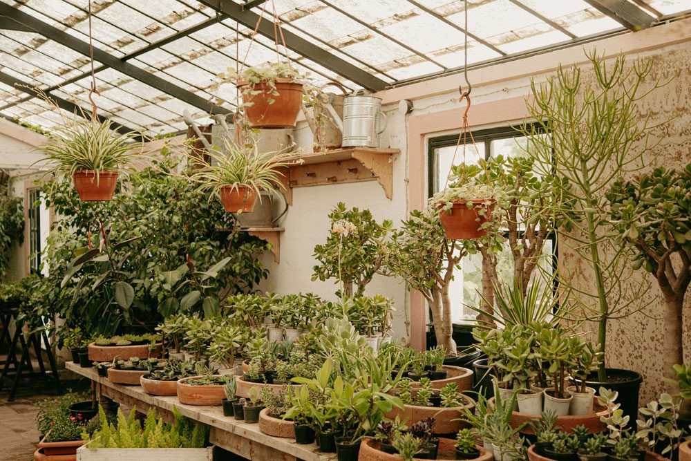 Spider Plant Light Hack: How to Get More Baby Plants in 30 Days