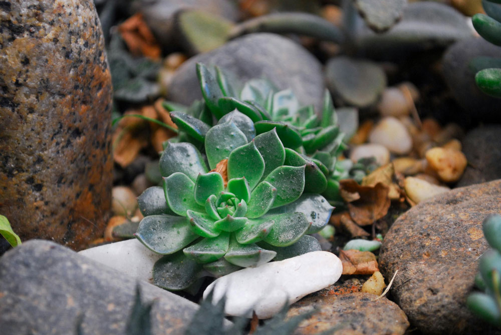Succulent Stretching Solved Grow Light Fix for Perfect Rosettes 2