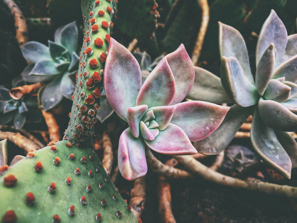 Succulent Light Magic: Get Perfect Rosettes with This Trick