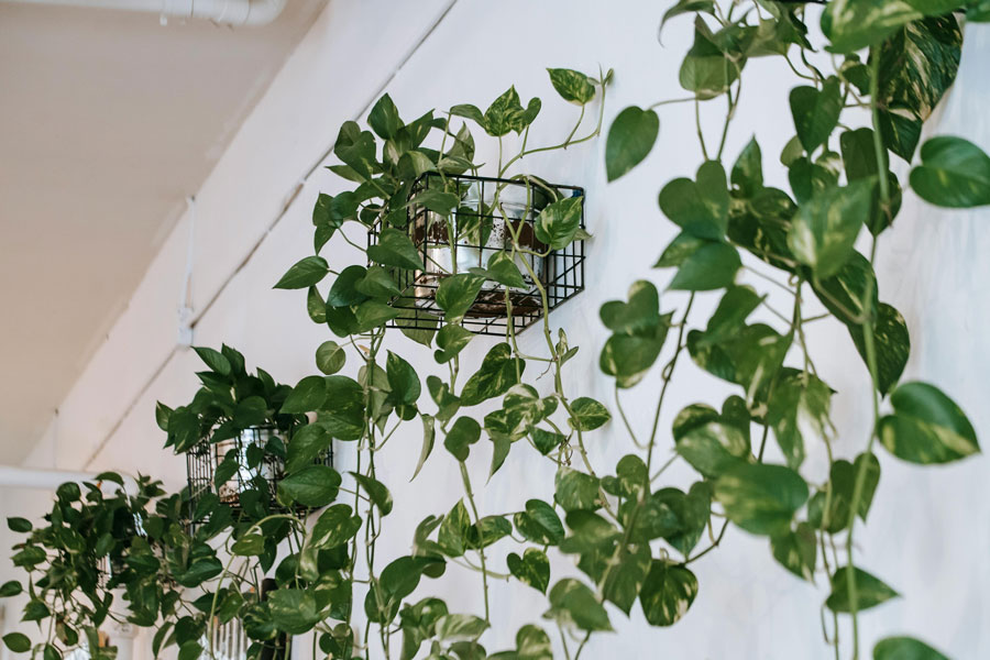 Transform Your Spider Plant’s Growth with the Right LED Grow Light