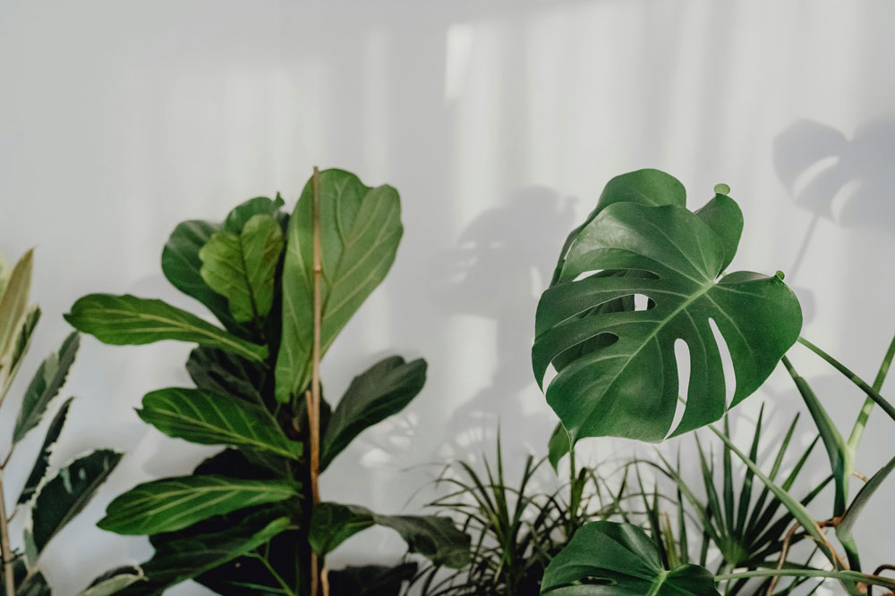 Do You Really Know Fiddle Leaf Fig? The Proven Grow Light That Stops Leaf Drop