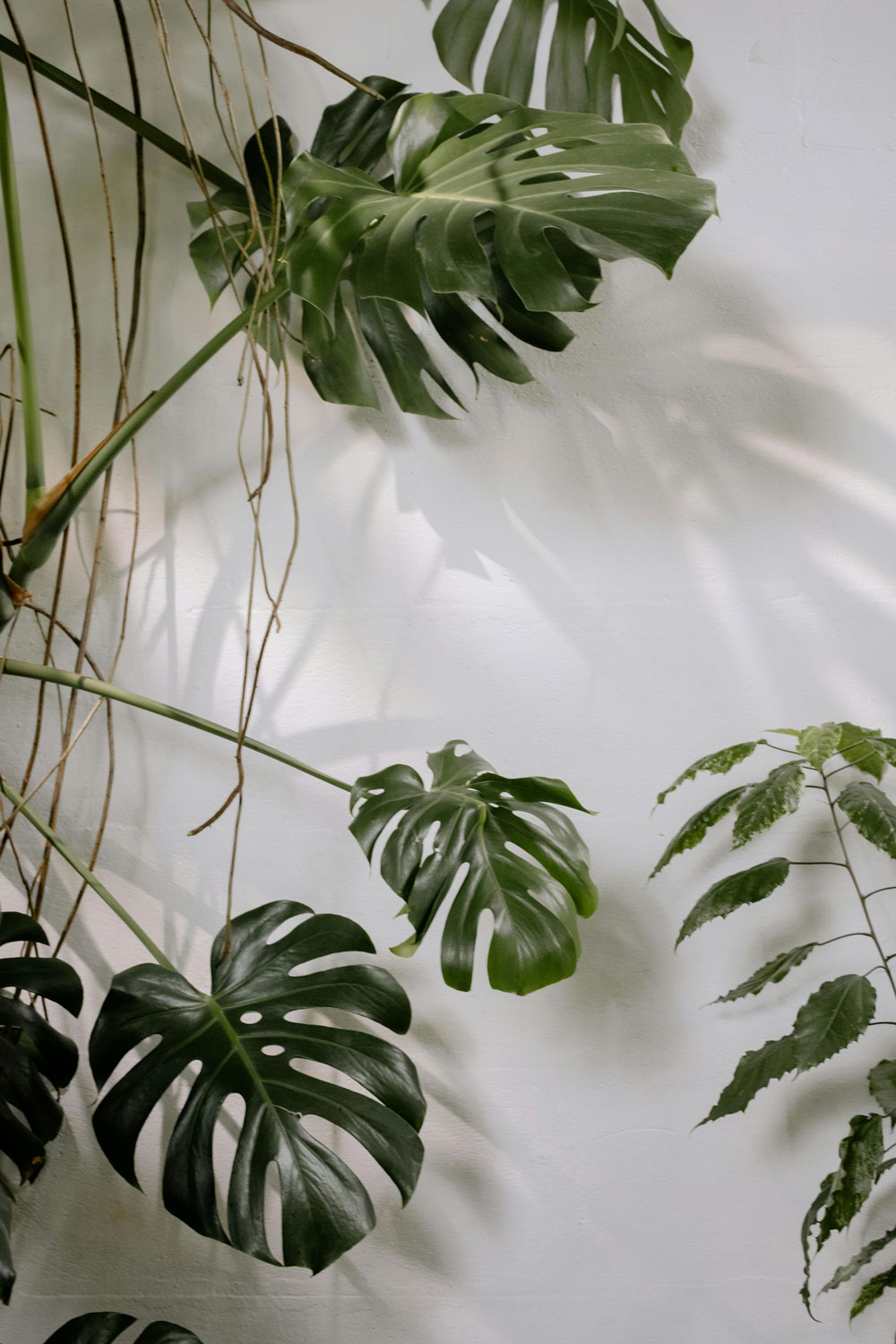 Grow Light Saves Dying Fiddle Leaf Fig – See Amazing Results!