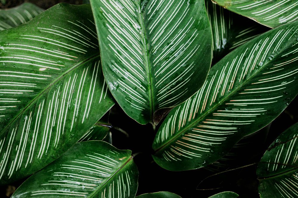grow light for calathea