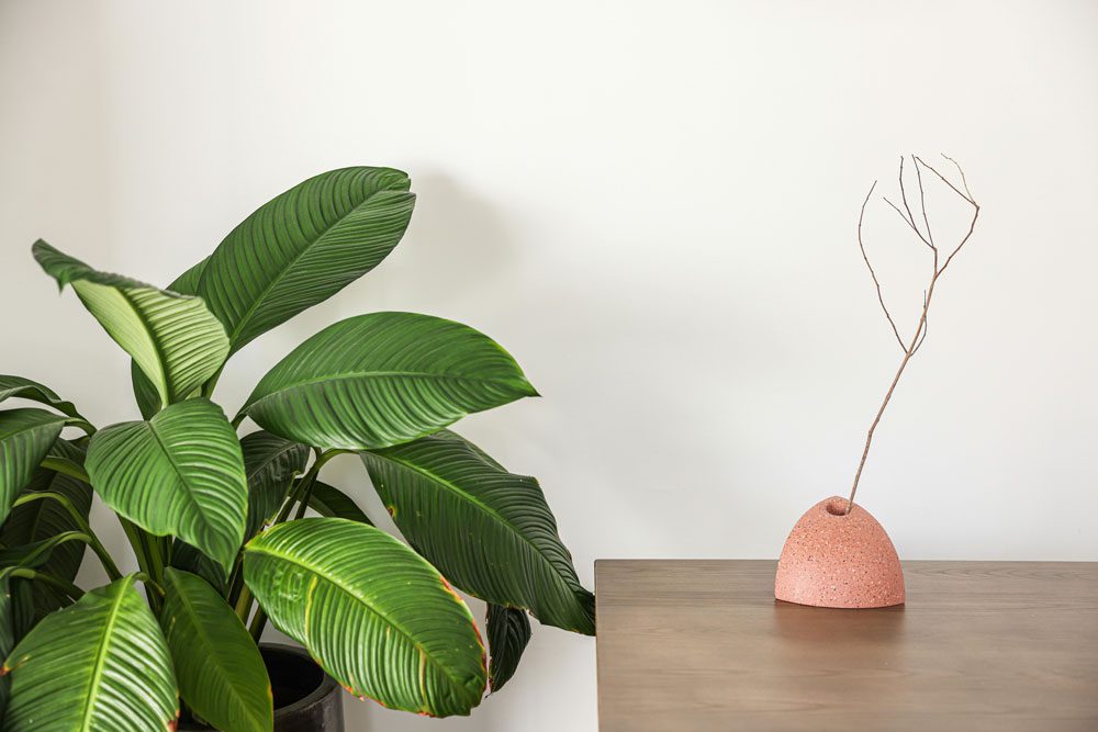 Calathea Light Magic: How to Keep Those Vibrant Patterns Perfect