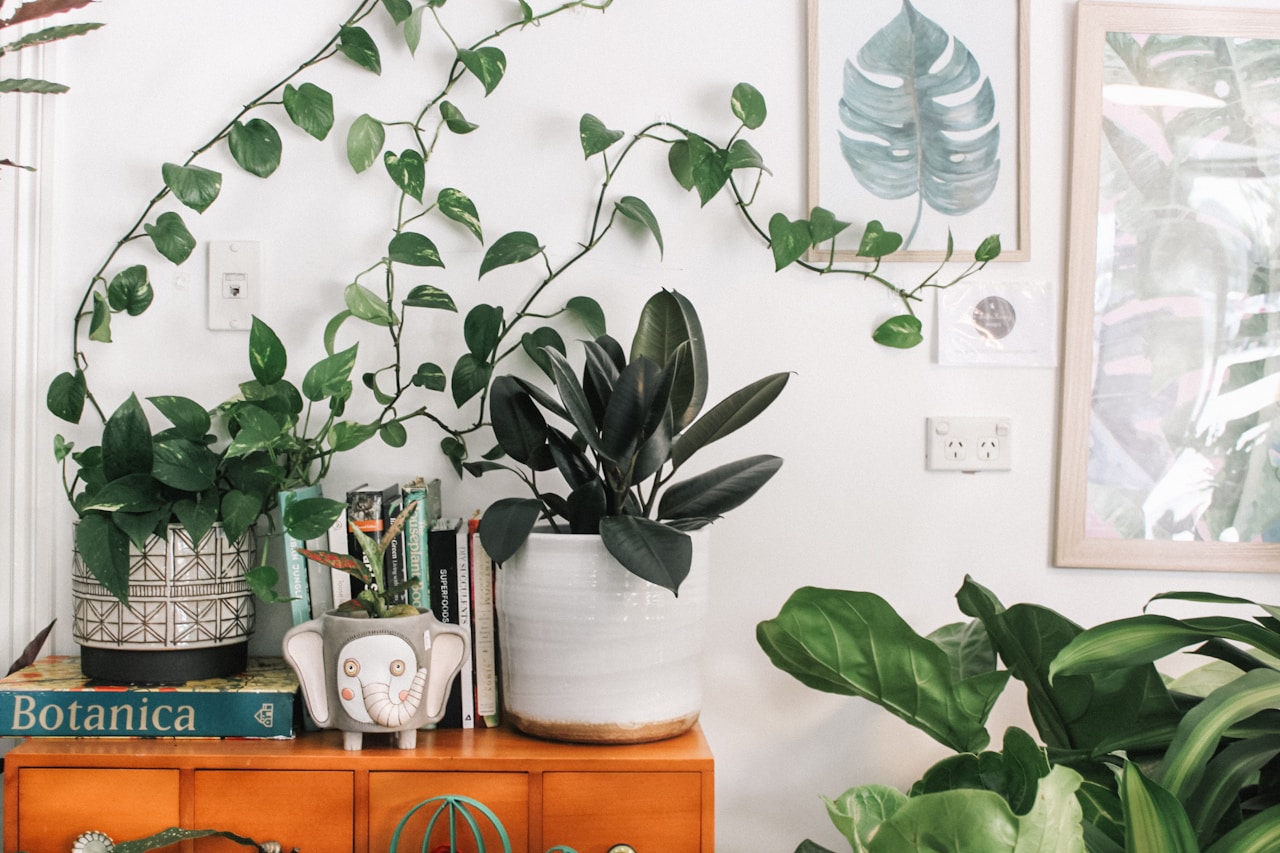 Unlock Lush Growth with Grow Lights for Pothos | EtvioLite Tips
