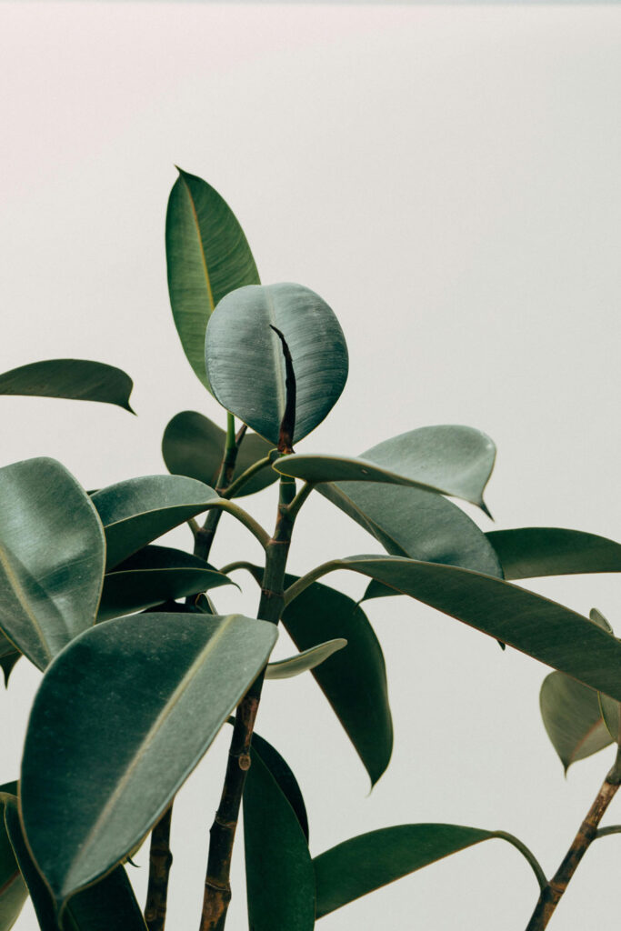 rubber plant grow light bundle
