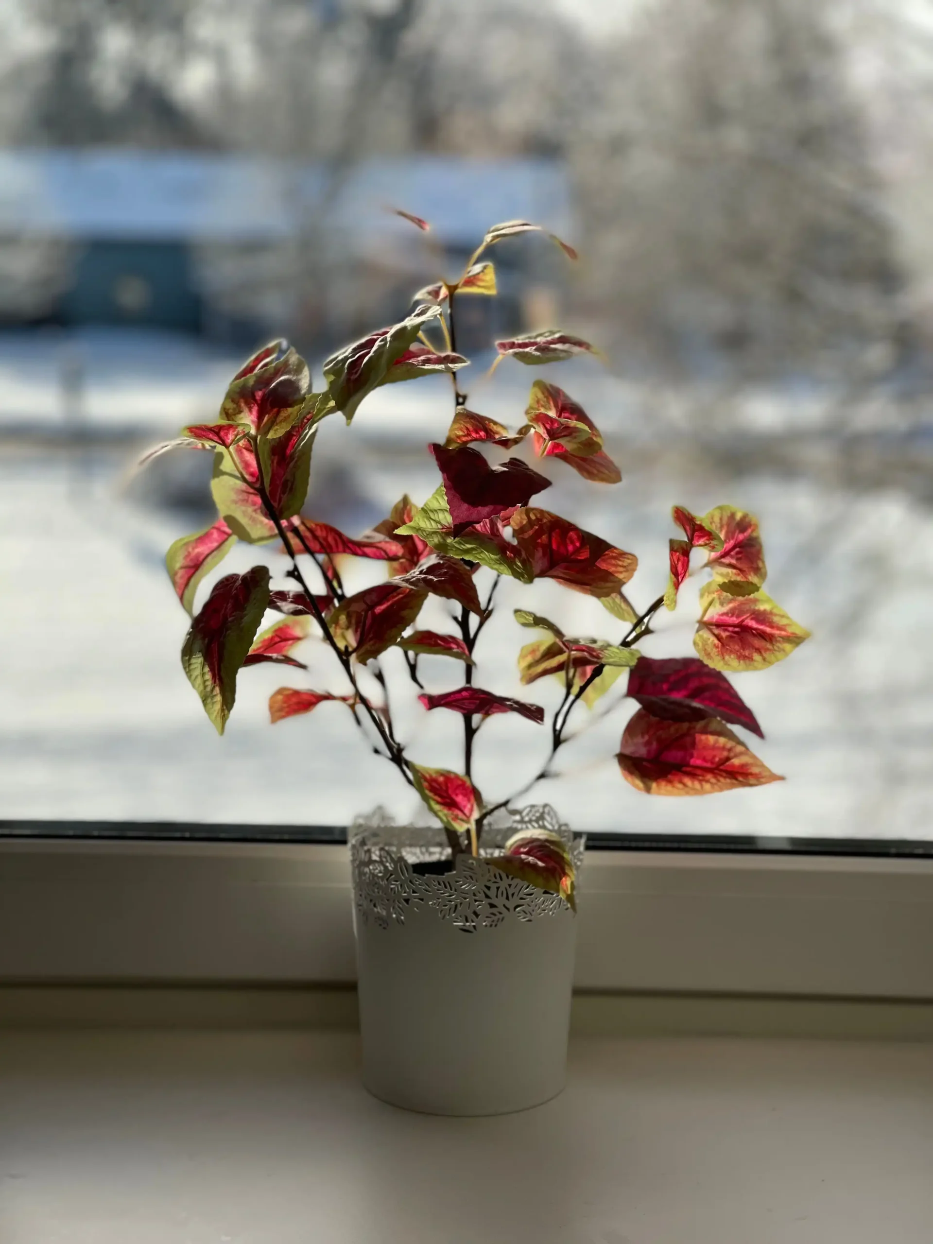 Winter Houseplant Care: How to Save Plants with Grow Lights