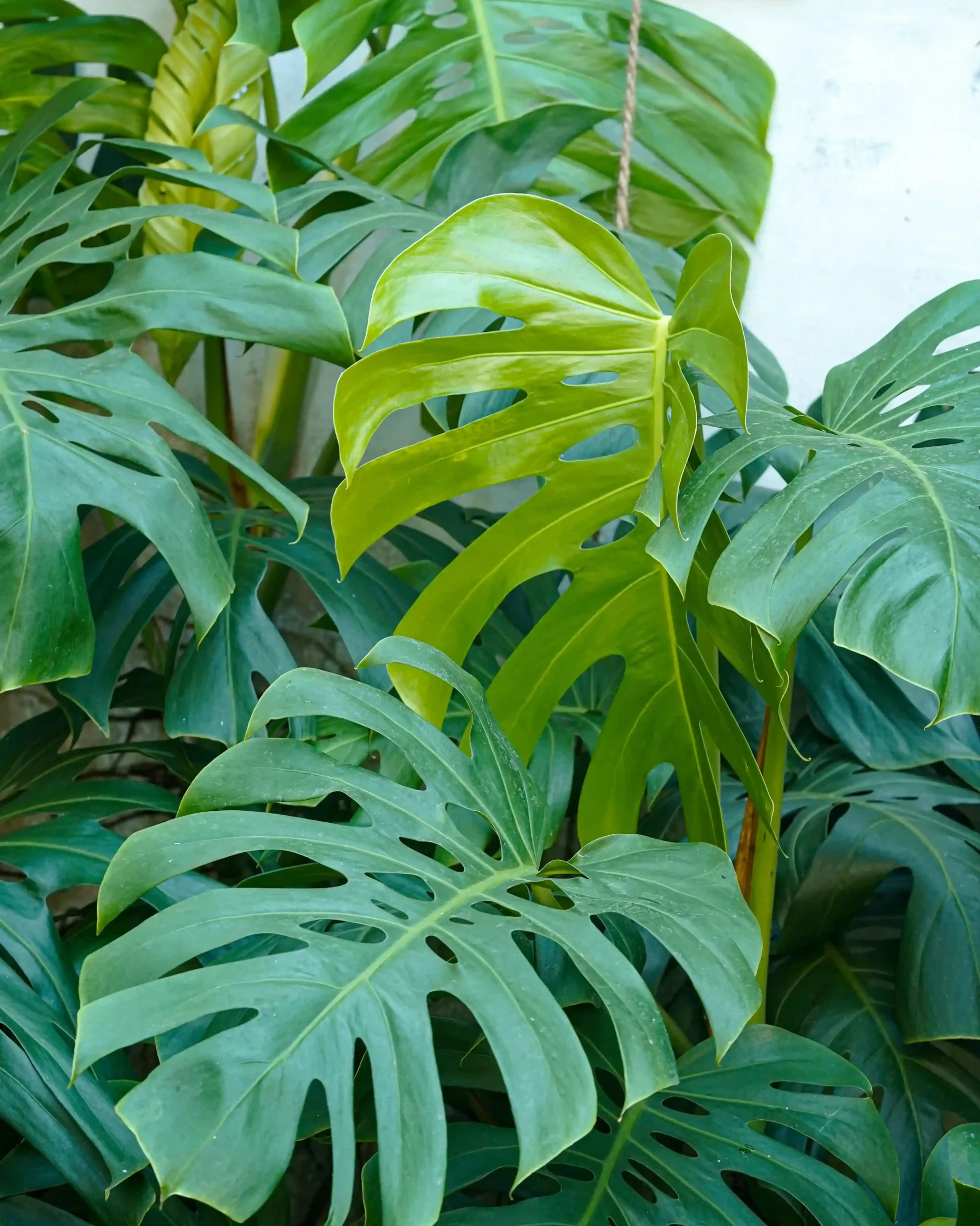 Why Are My Monstera Leaves Not Splitting? (The Light Secret)