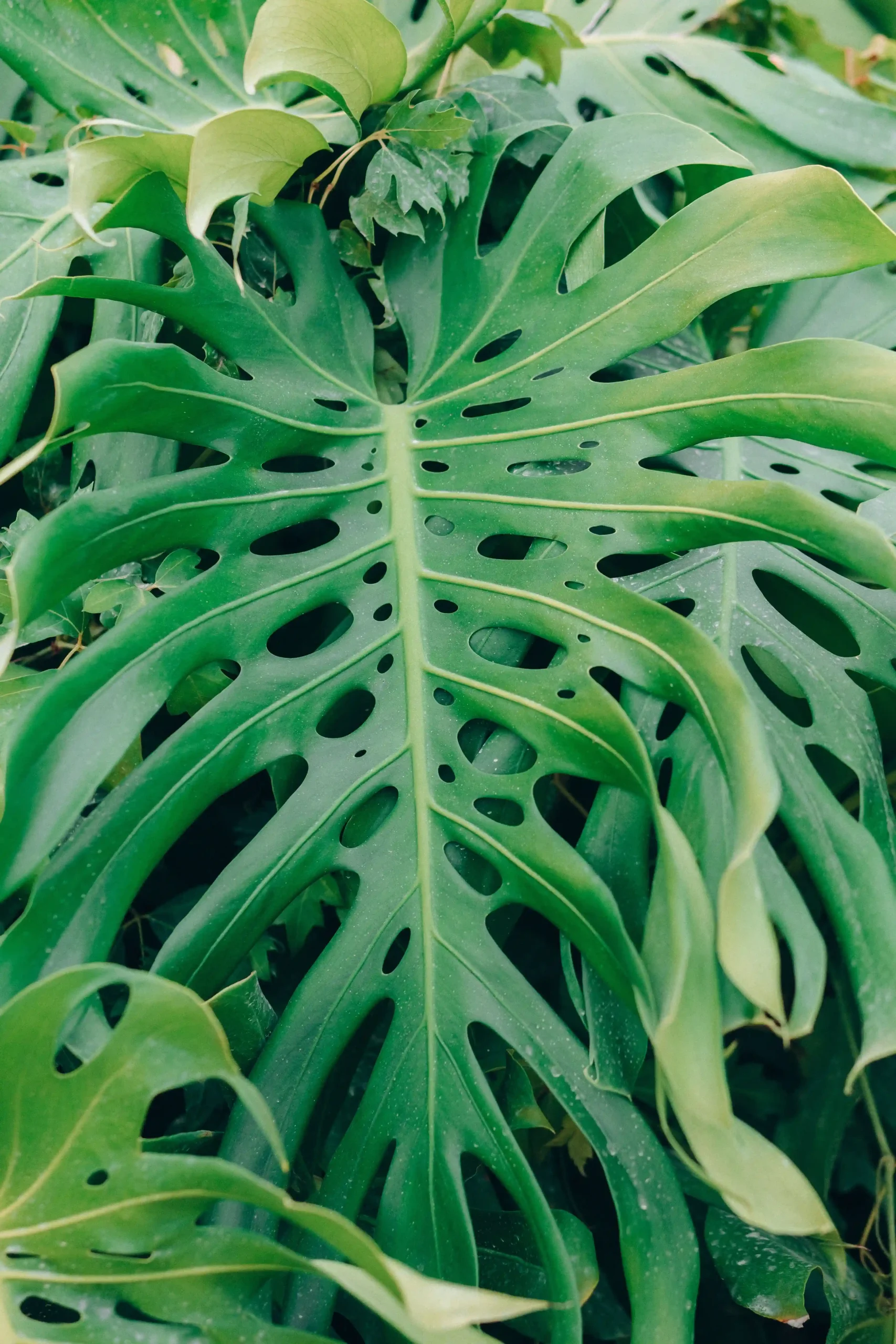 Why Are Your Monstera Leaves Not Splitting? (The Ultimate Light & Care Guide)